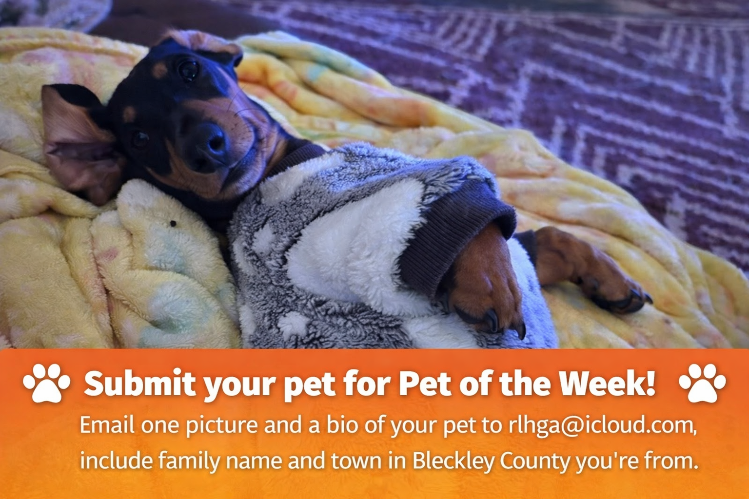 A Moose is Pet of the Week