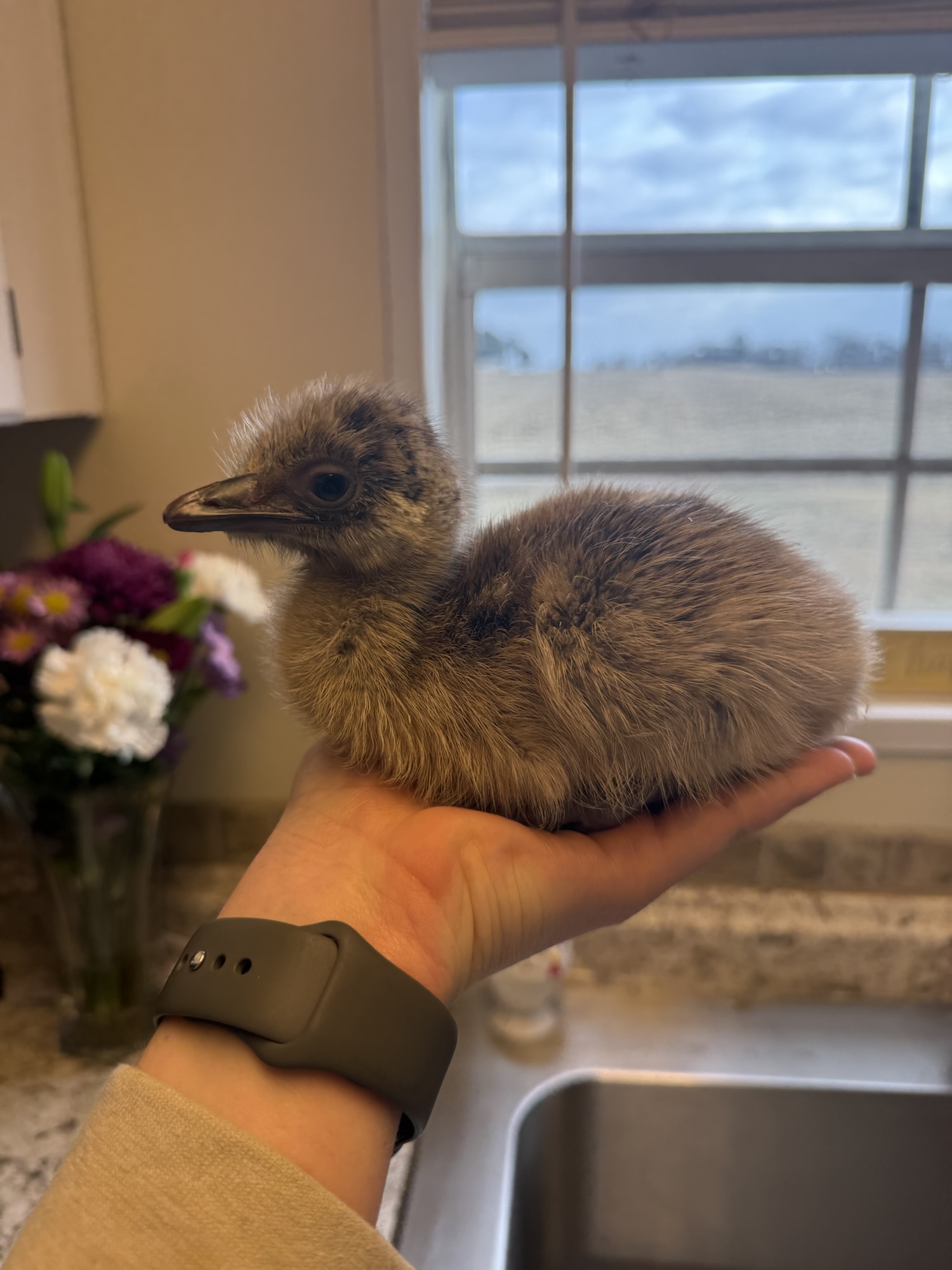 Meet Gerald: The Emu You Didn’t Expect to See.