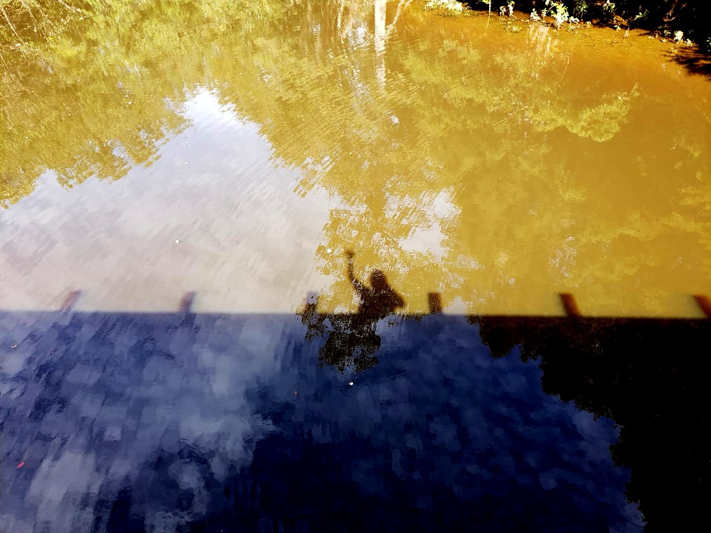 Gum Swamp:&nbsp;&nbsp;A Living Enigma&nbsp;