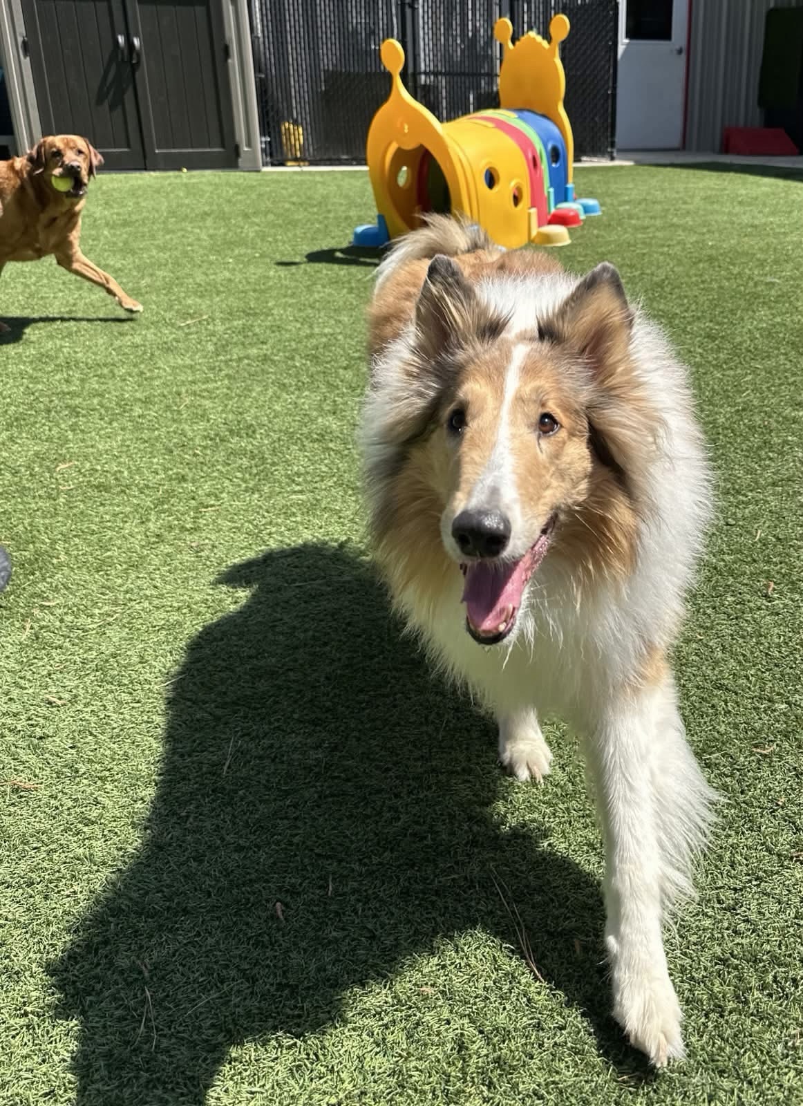 Family seeks help finding missing dog in Cochran